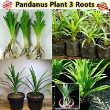 Used, 3 Plant Pandan Live Pandanus Amaryllifolius Da Leaves Rooted Fragrant Plants for sale  Shipping to South Africa