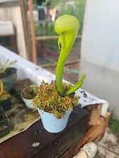 pitcher plant for sale  Eugene