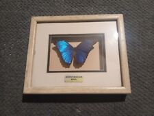 butterfly shadow box for sale  Eagle Creek