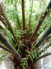 Tree fern spore for sale  Shipping to United Kingdom