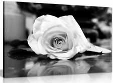 Black white rose for sale  LONDON
