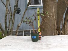Mini jade bonsai for sale  Burnham