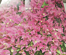 Bougainvillea glabra pflanze gebraucht kaufen  Ochtrup