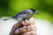 Rnithologie netz beringung gebraucht kaufen  Schmalkalden