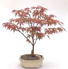 Japanese red maple for sale  Patchogue