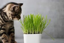 Pounds cat grass for sale  Russell