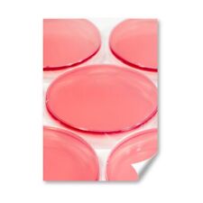 Pink agar petri for sale  SELBY