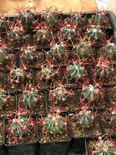 Echinocactus parryi vaso7 usato  Santeramo In Colle