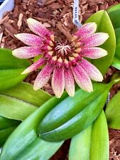 Bulb. Lepidum Yellow - some in bloom already as of 4/12/24 for sale  Shipping to South Africa