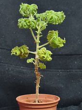 Pelargonium cv Atomium (#1121) for sale  Shipping to South Africa