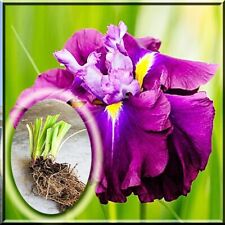Iris bulb japanese for sale  Leesburg