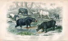 Hippopotamus rhinocerous tapir for sale  Lake Villa