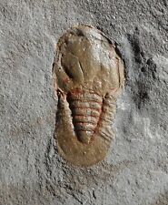 Trilobite ordovicien maroc d'occasion  Cuxac-d'Aude