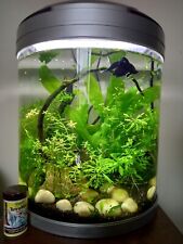 Litre gallon betta for sale  BEXHILL-ON-SEA