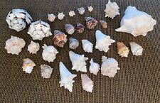 28- Vintage Large Sea Shells Lot! Horned Conch 7.5” King Queen for sale  Shipping to South Africa