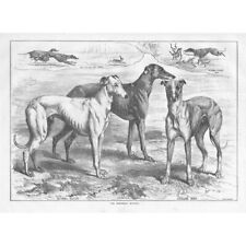 Coursing dogs waterloo for sale  GLASGOW