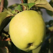 Jabłoń Antonowka Soczyste owoce Drzewo owocowe Jabłko 80cm/140cm na sprzedaż  PL