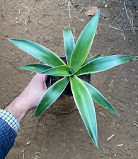 Agave desmettiana marginata usato  Menfi