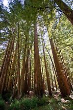 Giant redwood tree for sale  STRABANE