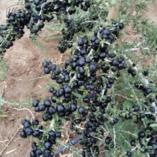 Black goji berry for sale  Saint Augustine