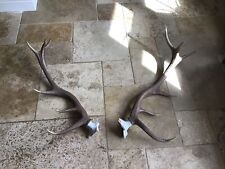 Deer stag antlers for sale  WARWICK