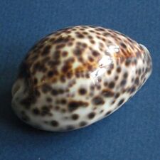 Cypraea tigris philippines for sale  Chicago