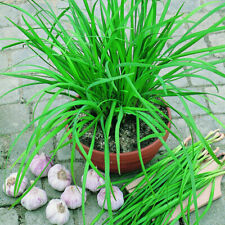 Allium tuberosum chinese for sale  Shipping to Ireland
