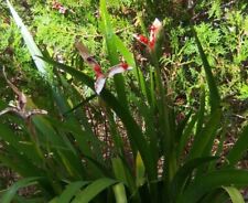 Rizomi iris foetidissima usato  Arcevia