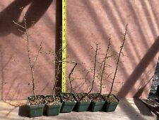Larch pre bonsai d'occasion  Expédié en Belgium