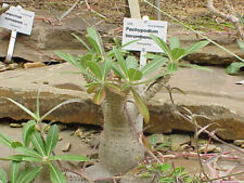 Pachypodium Horombense Dwarf Madagascar Palm seeds   , używany na sprzedaż  PL