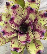 Neoregelia blueberry muffin for sale  Pompano Beach