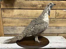 taxidermy pheasant for sale  Sullivan