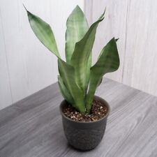 Almost unkillable houseplant for sale  IPSWICH