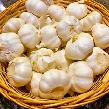 Organic music garlic for sale  Moriarty