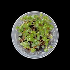 Pilea glauca terrariumpflanzen gebraucht kaufen  Bretzenheim