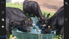 Livestock feeder cattle for sale  BURNLEY