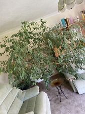 Ficus benjamina indoor for sale  LINCOLN