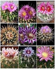 STENOCACTUS VARIETY MIX brain cactus rare echinofosulocactus semi seed 50 SEEDS for sale  Shipping to South Africa