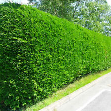Leylandii green evergreen for sale  UK