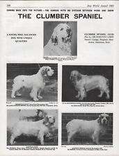 Clumber spaniel club for sale  COLEFORD
