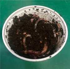 Tiger organic worms for sale  BALLYNAHINCH