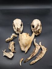 British muntjac skulls for sale  EDGWARE