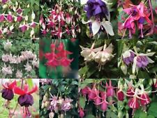 Fuchsia trailing mixed for sale  Shipping to Ireland