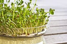 Alfalfa organic sprouting for sale  Linwood