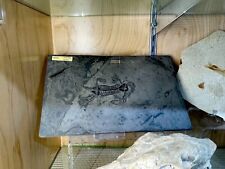 Keichousaurus wall display for sale  La Jolla