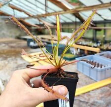 Drosera capensis theewaterkloo for sale  Shipping to Ireland