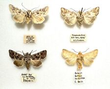 Four varied specimens for sale  BATH