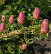 Cone spruce lucky for sale  Shipping to Ireland