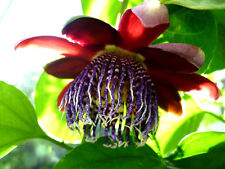 Rote maracuja passiflora gebraucht kaufen  Muldestausee