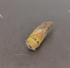 Pequeño espécimen real de insecto del norte de Texas EE. UU. , usado segunda mano  Embacar hacia Argentina